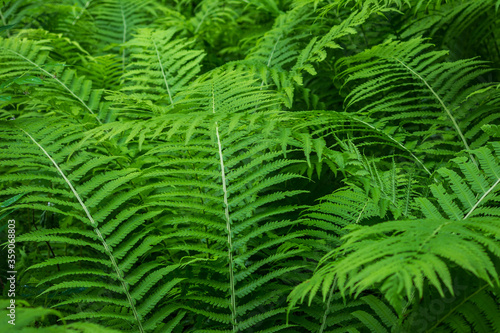 fern leaf background