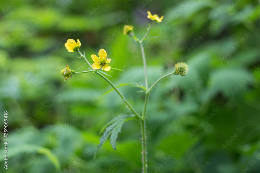 wild flowers in the garden wild flowers in the garden
