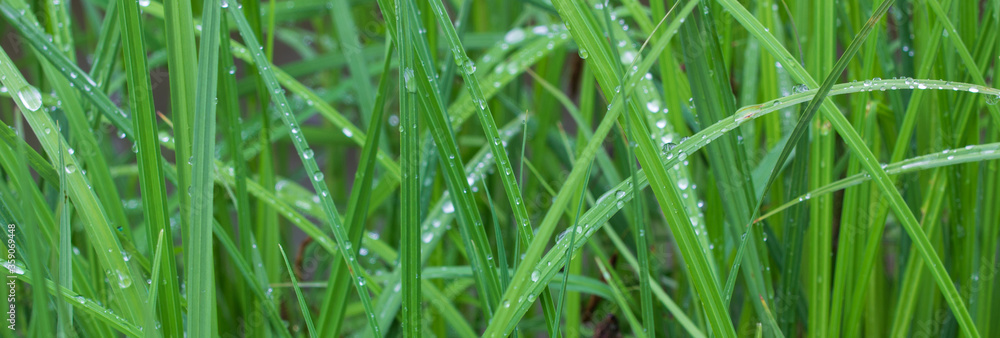 Obraz premium Water Droplets 