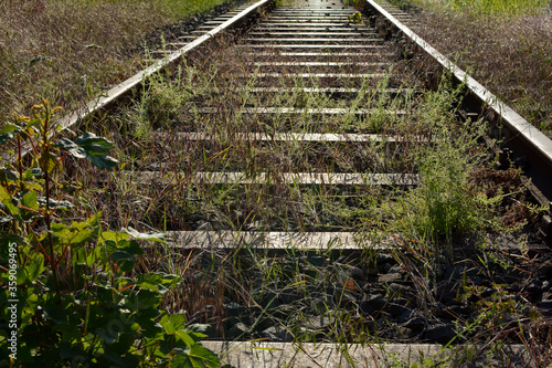 Fototapeta Naklejka Na Ścianę i Meble -  Railway tracks in nature with tall grass