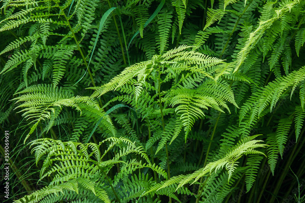 Forest Ferns