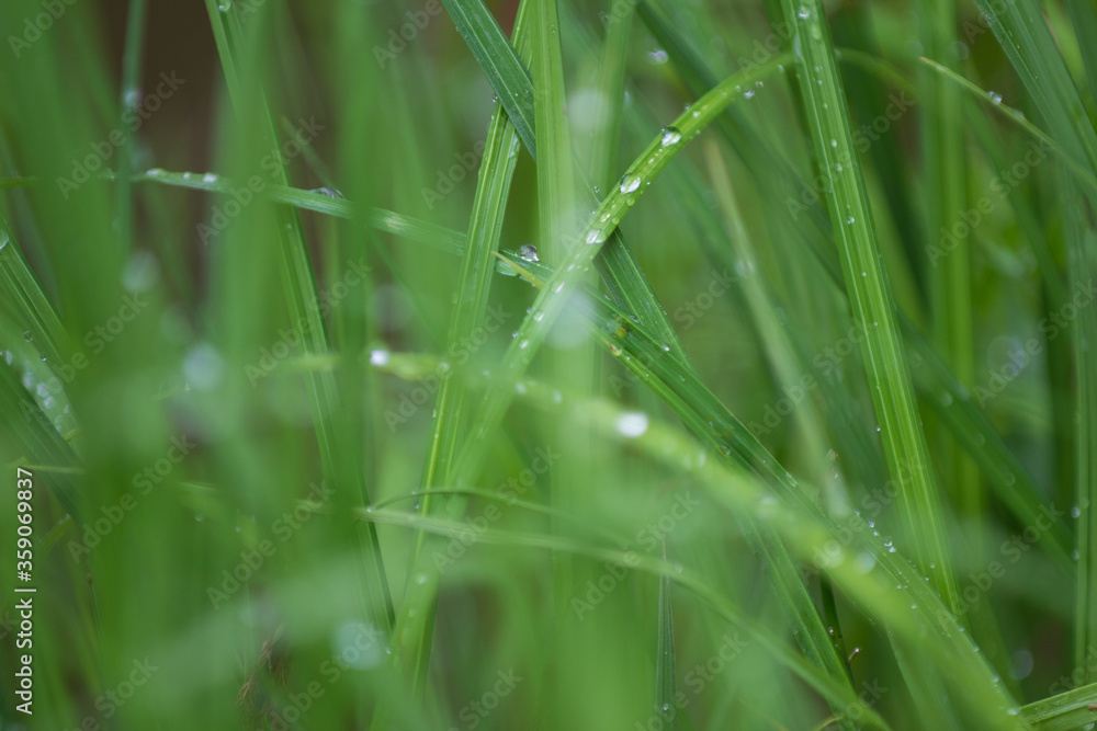 Water Droplets