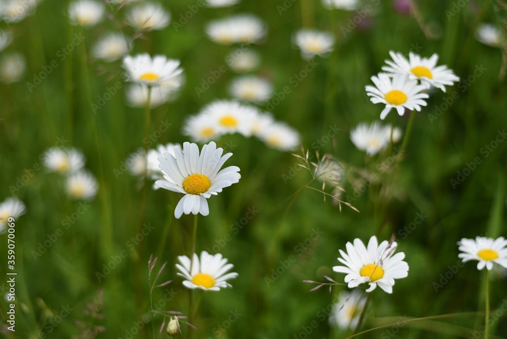 Daisies grow in the field. The bokeh effect. Daisies grow in the field. The bokeh effect.