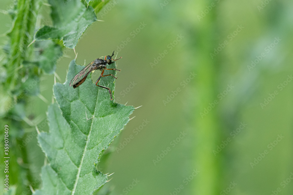 close-up of a predatory fly on a large green leaf close-up of a predatory fly on a large green leaf
