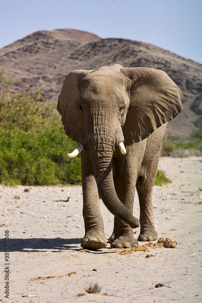 Very rare desert bull elephant walking in Hoanib river valley, Kunene, Damaraland, Kaokoveld, Kaokoland, Sesfontein, Namibia