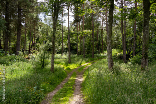 Burgie Arboretum Woodland Garden Forres Scotland