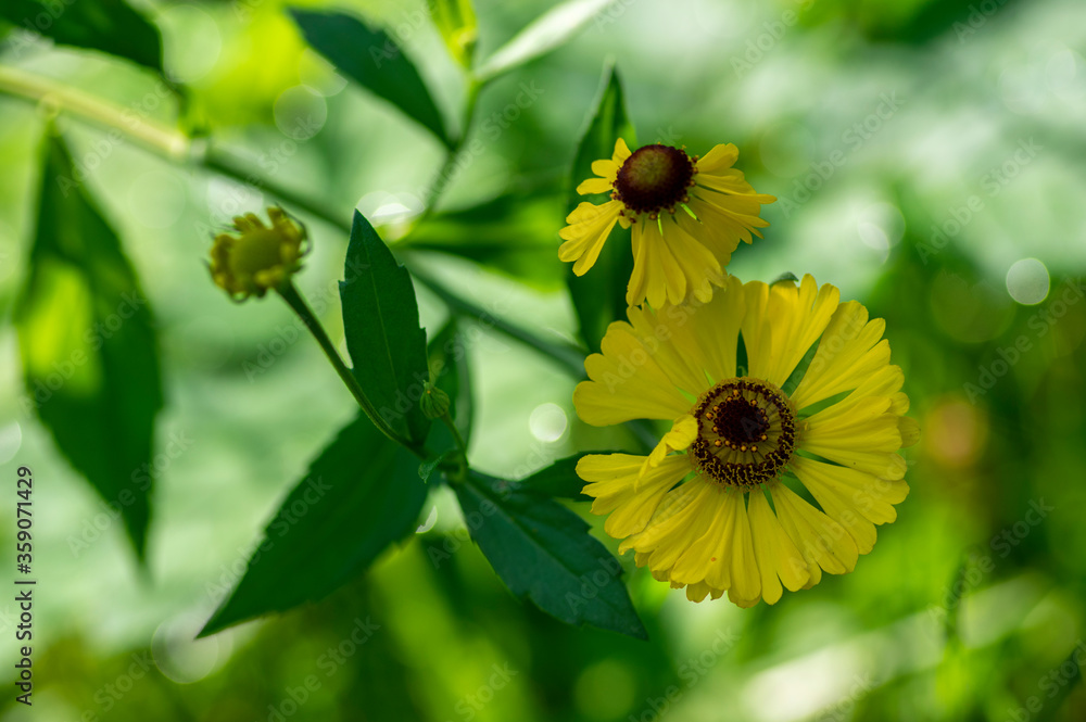 Helenium autumnale common sneezeweed in bloom, bunch of yellow brown flowering flowers Helenium autumnale common sneezeweed in bloom, bunch of yellow brown flowering flowers