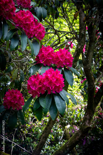 Burgie Arboretum Woodland Garden Forres Scotland