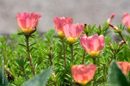 Portulaca grandiflora moss-rose flowering plant, pale pink orange color rock rose purslane flowers in bloom