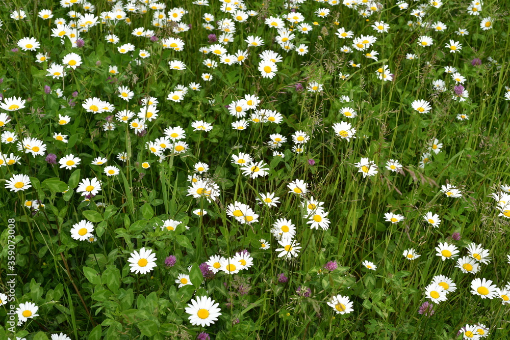 Daisies and clover grow in the field. Motley grass. The bokeh effect. Daisies and clover grow in the field. Motley grass. The bokeh effect.
