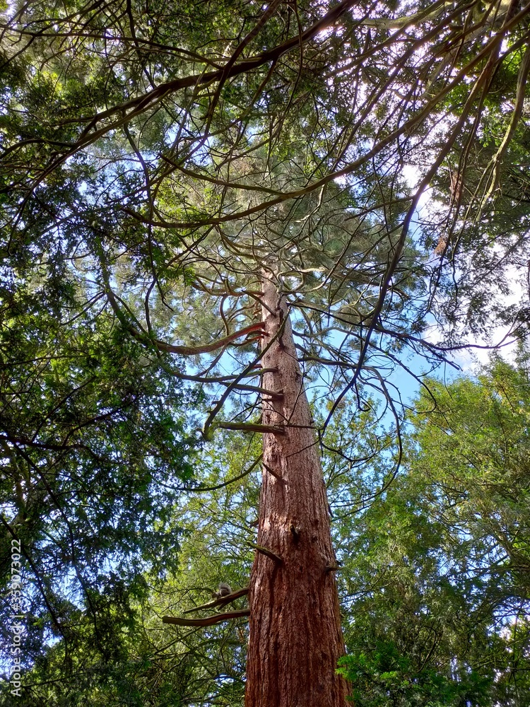 Fototapeta premium trees in the park