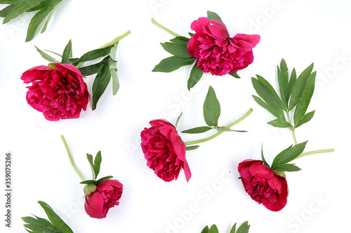 Abstract flat lay of floristic composition  red peonies on a white background. Creative modern bouquet. Greeting card for mother s day  happy birthday  wedding  pattern