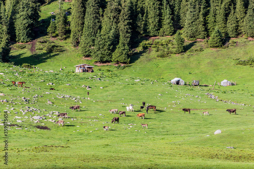 Pasture in Arashan valley in the Terskey Alatau mountain range, Kyrgyzstan