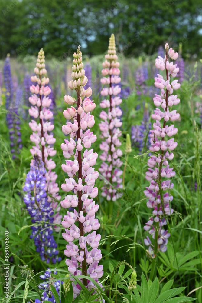 Lupines on high powerful stems with pink and blue delicate flowers grow in the field. Vertical background. Lupines on high powerful stems with pink and blue delicate flowers grow in the field. Vertical background.