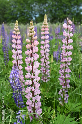 Lupines on high powerful stems with pink and blue delicate flowers grow in the field. Vertical background.