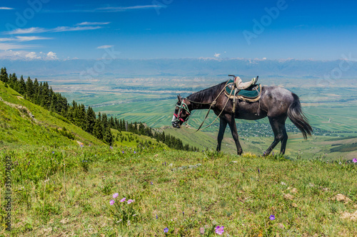 Horse in the hills near Kerege Tash village near Karakol, Kyrgyzstan