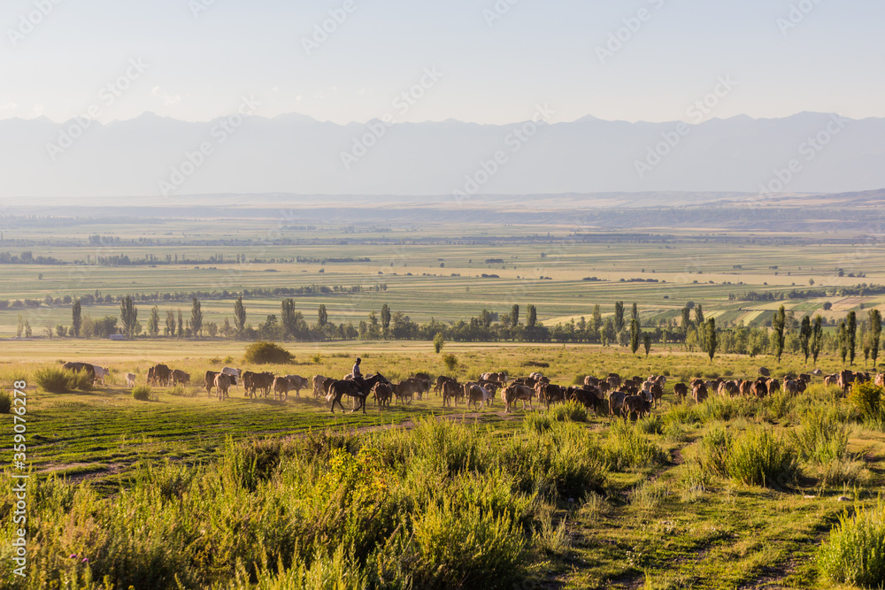 Herd of cows at a meadow near Kerege Tash village near Karakol, Kyrgyzstan