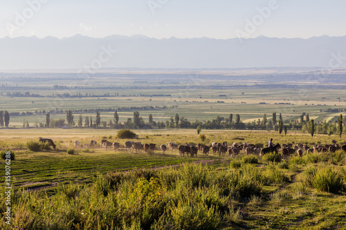 Herd of cows at a meadow near Kerege Tash village near Karakol, Kyrgyzstan photo