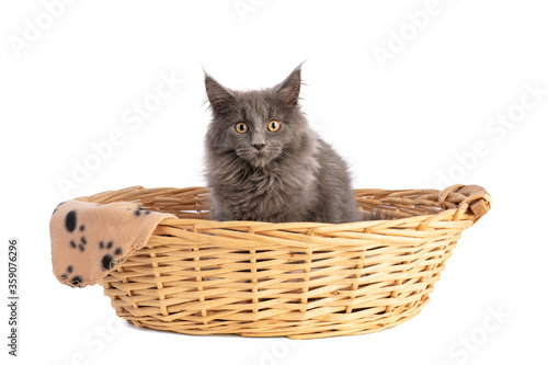 Young grey maine coon cat in basket