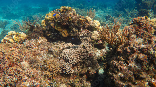 coral reef
