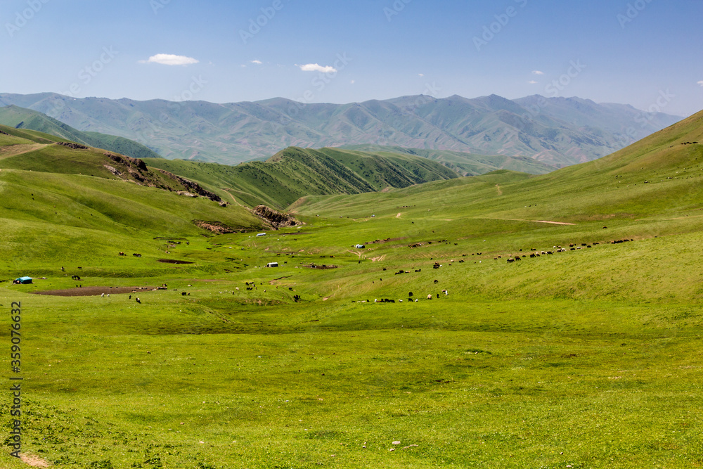 Meadows near Song Kul lake, Kyrgyzstan
