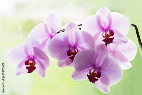 A branch of a flowering orchid.