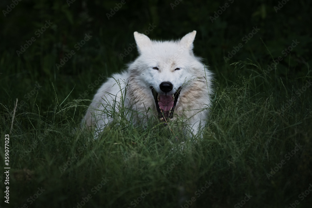 Obraz premium Loup blanc arctique