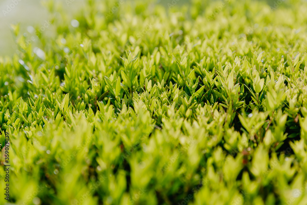 green bush top view Green leaves wall background. High quality photo green bush top view Green leaves wall background. High quality photo