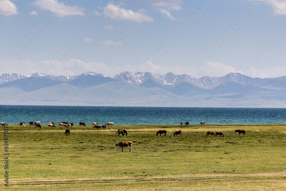Cows and horses near Song Kul lake, Kyrgyzstan