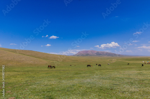 Horses on a pasture near Song Kul lake, Kyrgyzstan