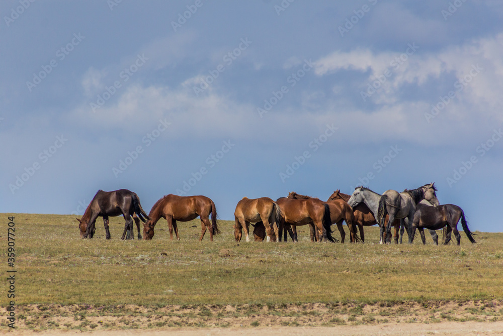 Horses on a meadow near Song Kul lake, Kyrgyzstan Horses on a meadow near Song Kul lake, Kyrgyzstan