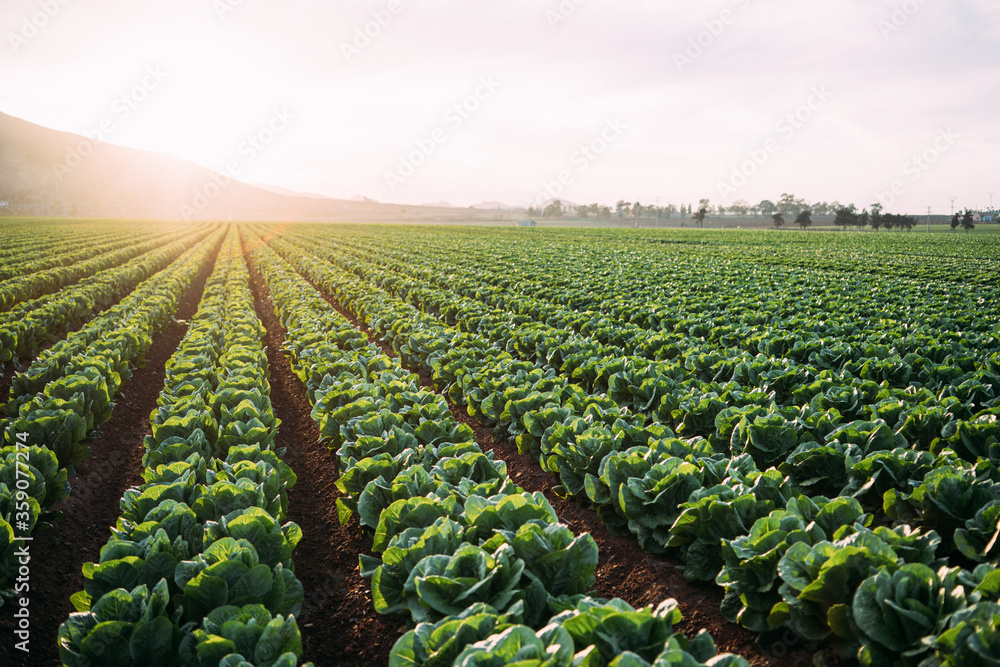 Lettuce field in Cartagena,intensive farming. Spain