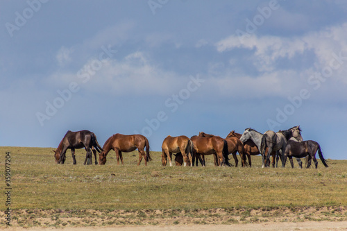 Horses on a meadow near Song Kul lake, Kyrgyzstan