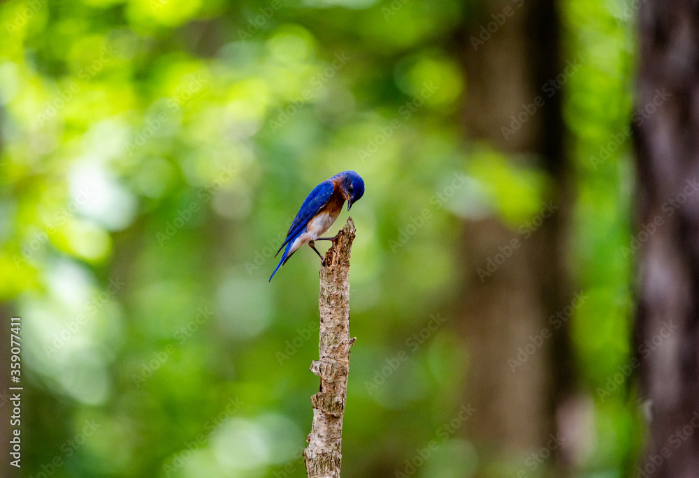 Fototapeta premium Bird Profile
