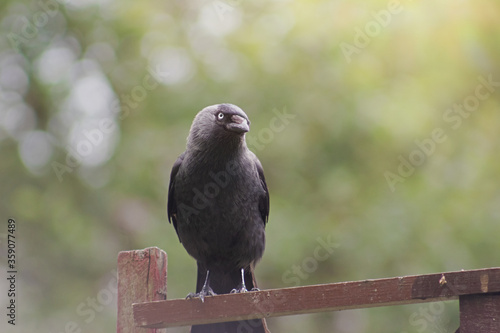 Dohle sitzt auf einem Zaun (Corvus monedula, Coloeus monedula) © Aul Zitzke