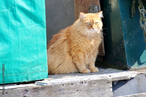 Foto cat on a canal boat