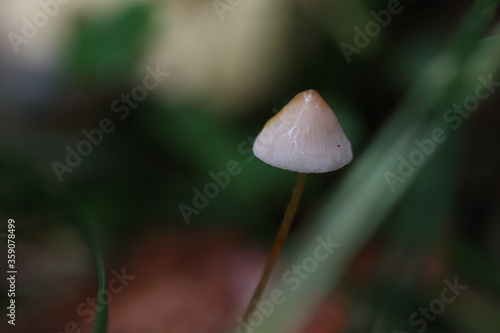 white mushroom in the grass