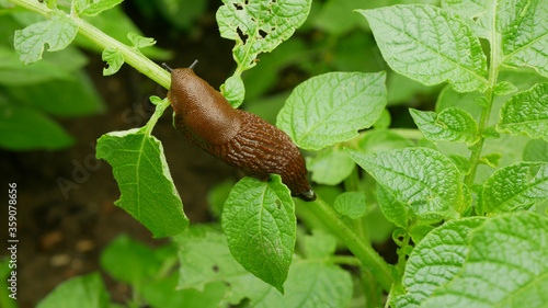 Spanish slug pest Arion vulgaris snail parasitizes on potato leaves Solanum tuberosum potatoes leaf vegetables cabbage lettuce moving garden, eating ripe plant crops. Invasive slug native Spain land