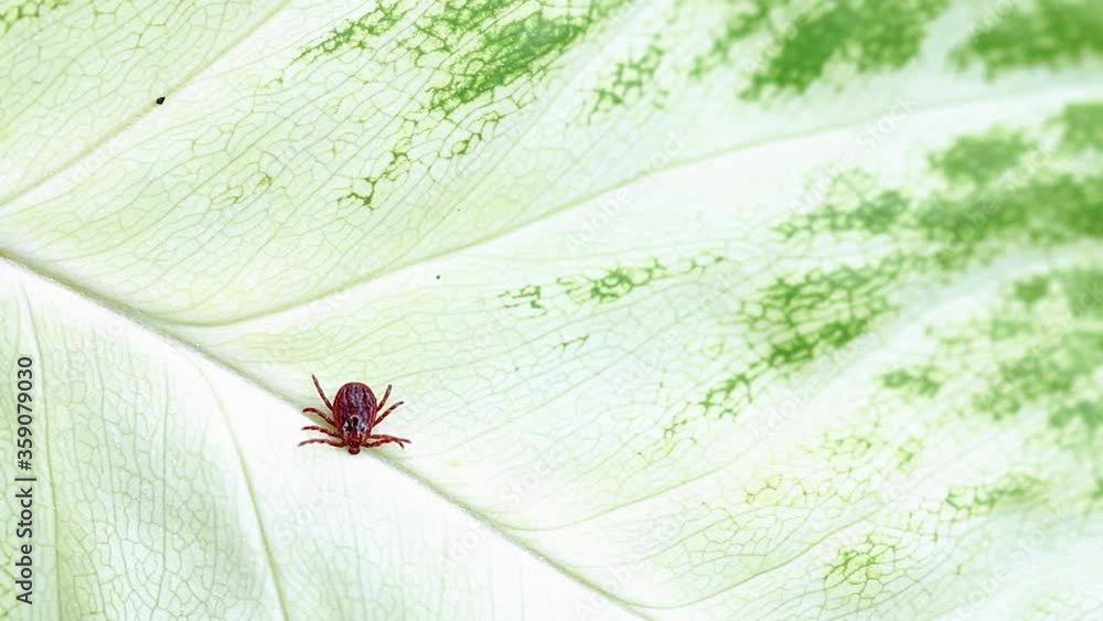 Forest tick a blood-sucking insect, crawls on green leaf of tree ...