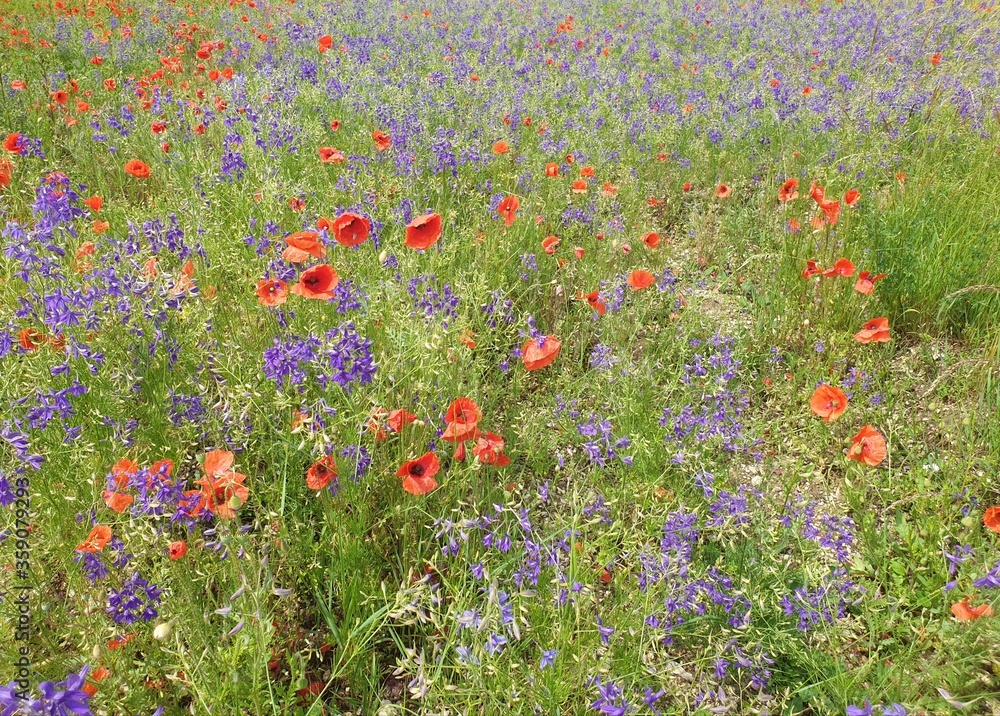 Violet and red flowers on a biological meadow