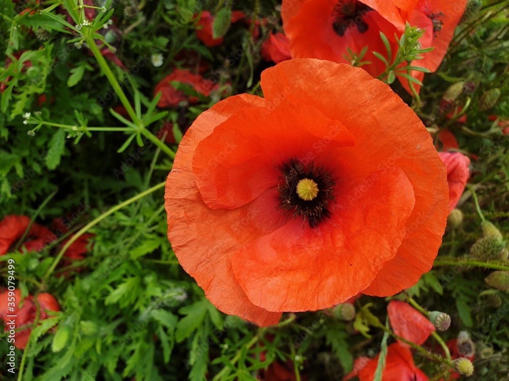 Red poppy - my favorite summertime flower Red poppy - my favorite summertime flower