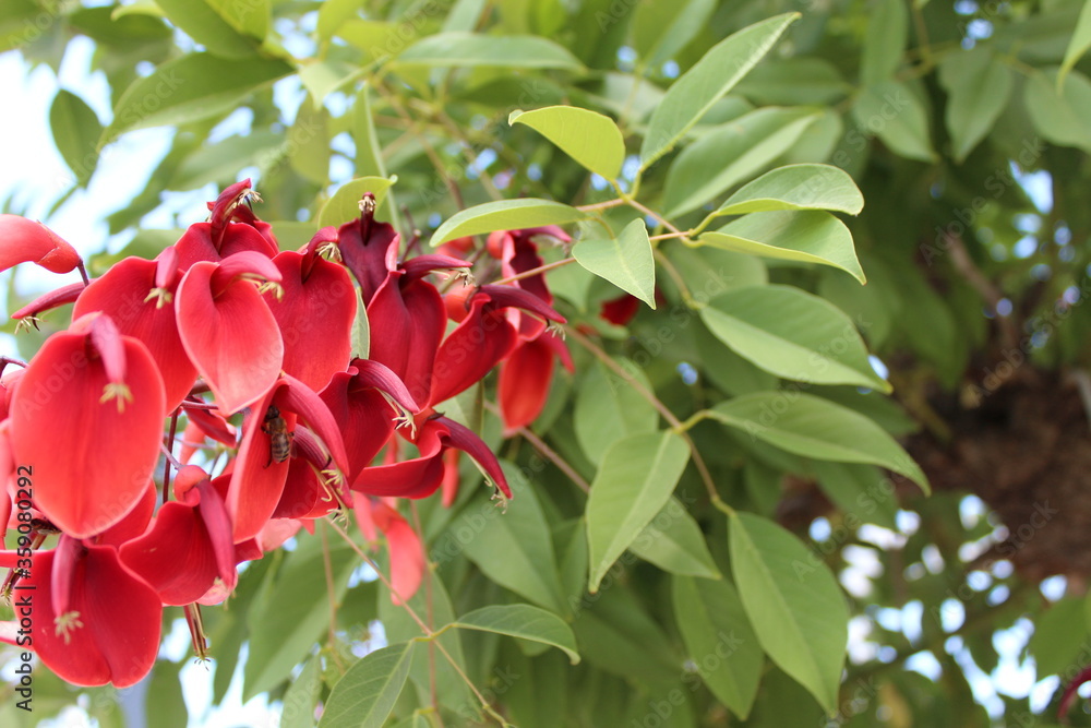 Obraz premium red rose bush