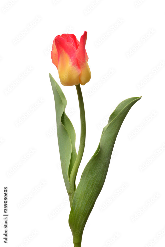One yellow-red tulip flower isolated on white background. Still life, wedding. Flat lay, top view One yellow-red tulip flower isolated on white background. Still life, wedding. Flat lay, top view