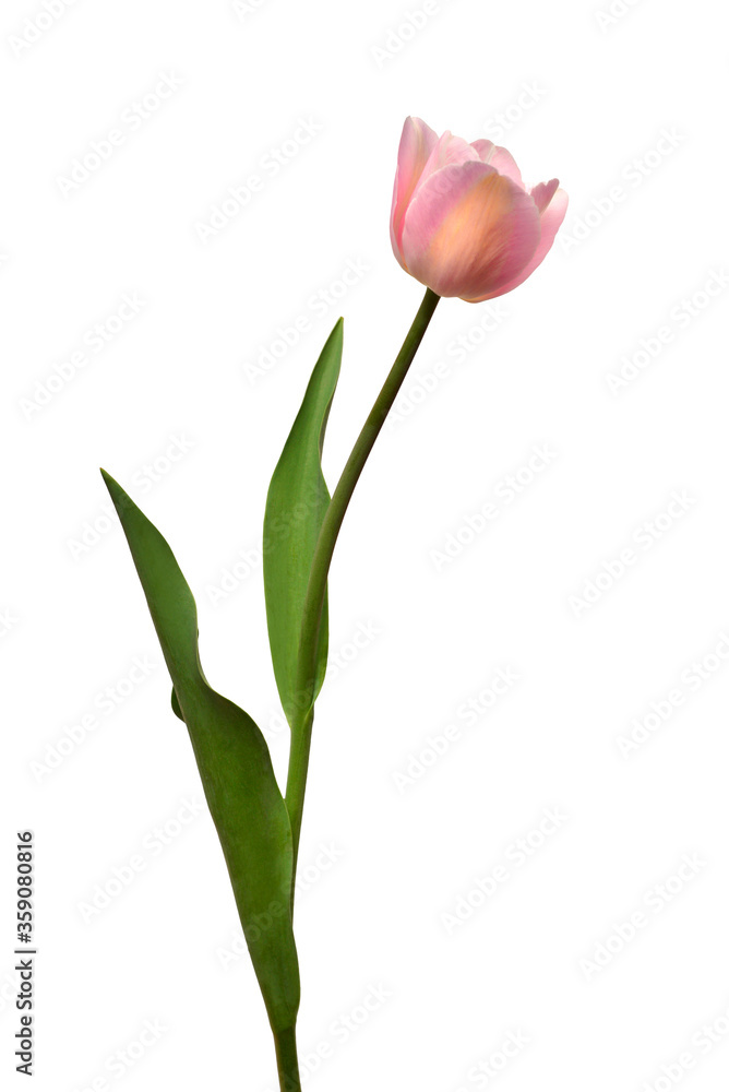 One pink tulip flower isolated on white background. Still life, wedding. Flat lay, top view One pink tulip flower isolated on white background. Still life, wedding. Flat lay, top view