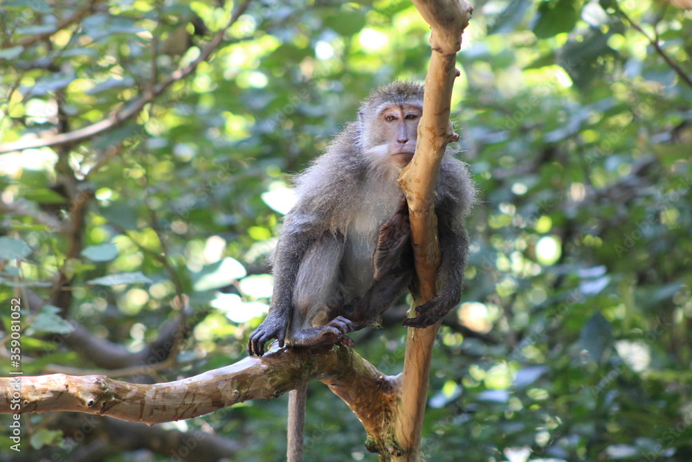 Naklejka premium Monkeys At Sacred Forest Sanctuary Ubud Bali Indonesia