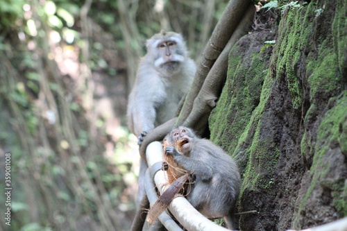 Monkeys At Sacred Forest Sanctuary Ubud Bali Indonesia