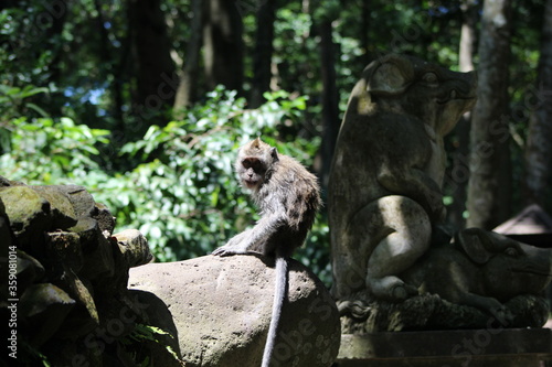 Monkeys At Sacred Forest Sanctuary Ubud Bali Indonesia