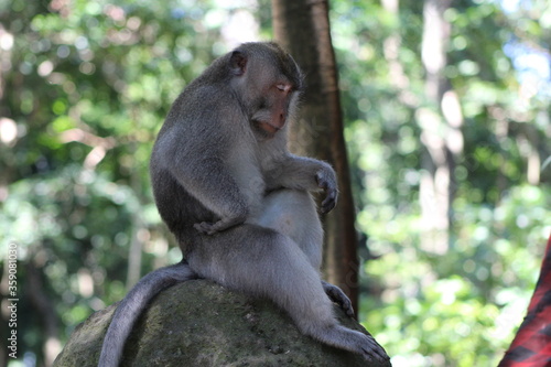 Monkeys At Sacred Forest Sanctuary Ubud Bali Indonesia