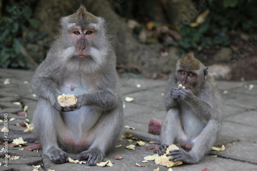 Monkeys At Sacred Forest Sanctuary Ubud Bali Indonesia