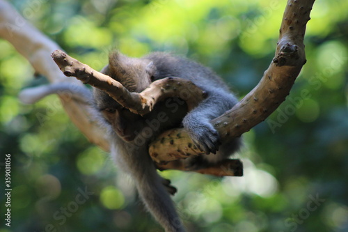 Monkeys At Sacred Forest Sanctuary Ubud Bali Indonesia